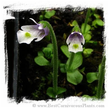 Pinguicula variegata [BCP ID# P384, P386] / 2+ xs サイズ 苗 大森食虫植物農園