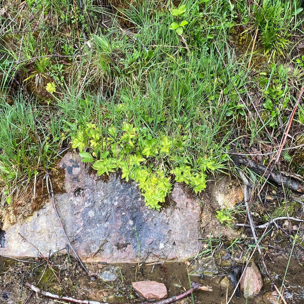 Pinguicula vulgaris 大森食虫植物農園