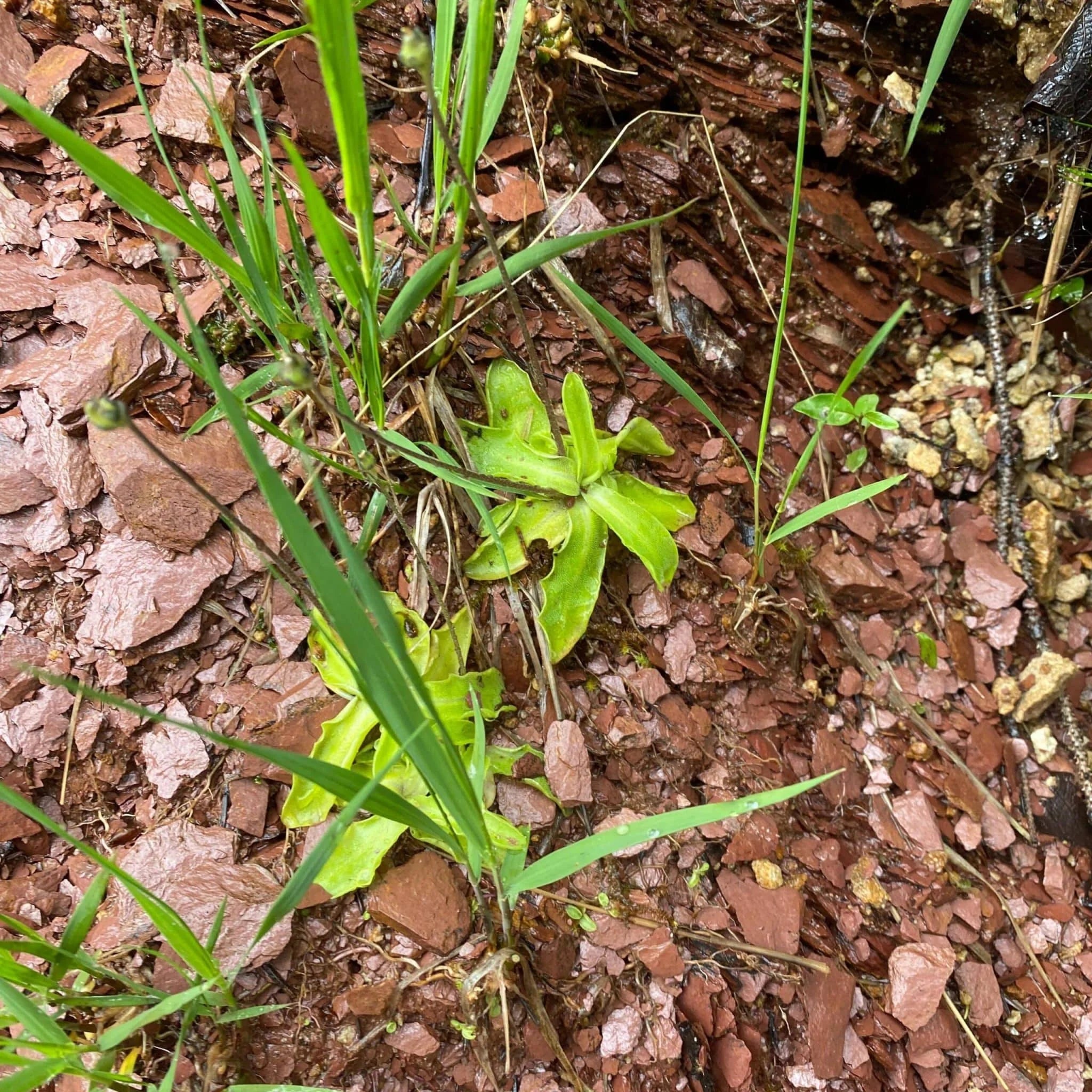 Pinguicula vulgaris 大森食虫植物農園
