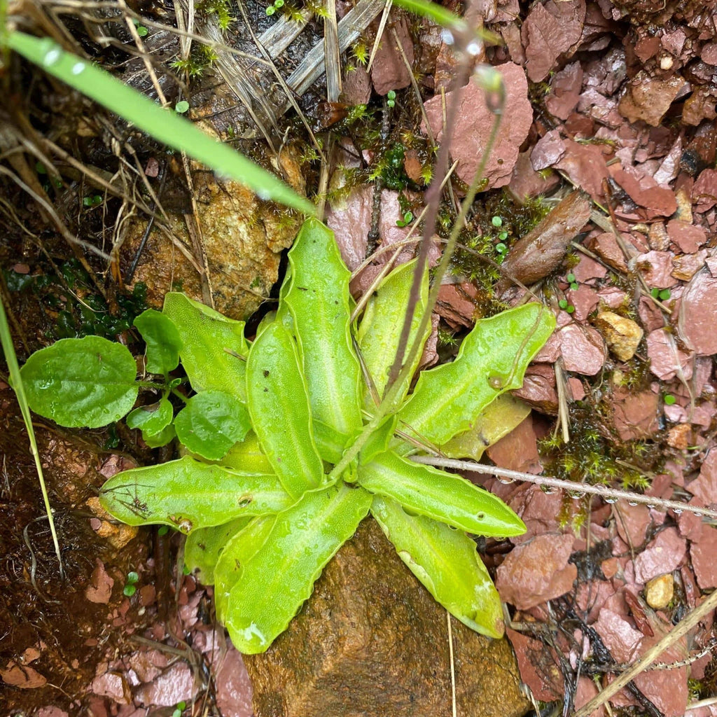 Pinguicula vulgaris 大森食虫植物農園