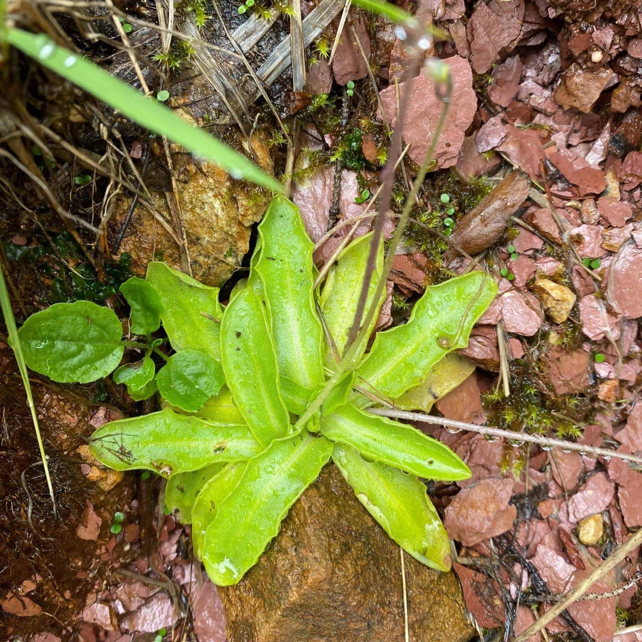 Pinguicula vulgaris 大森食虫植物農園