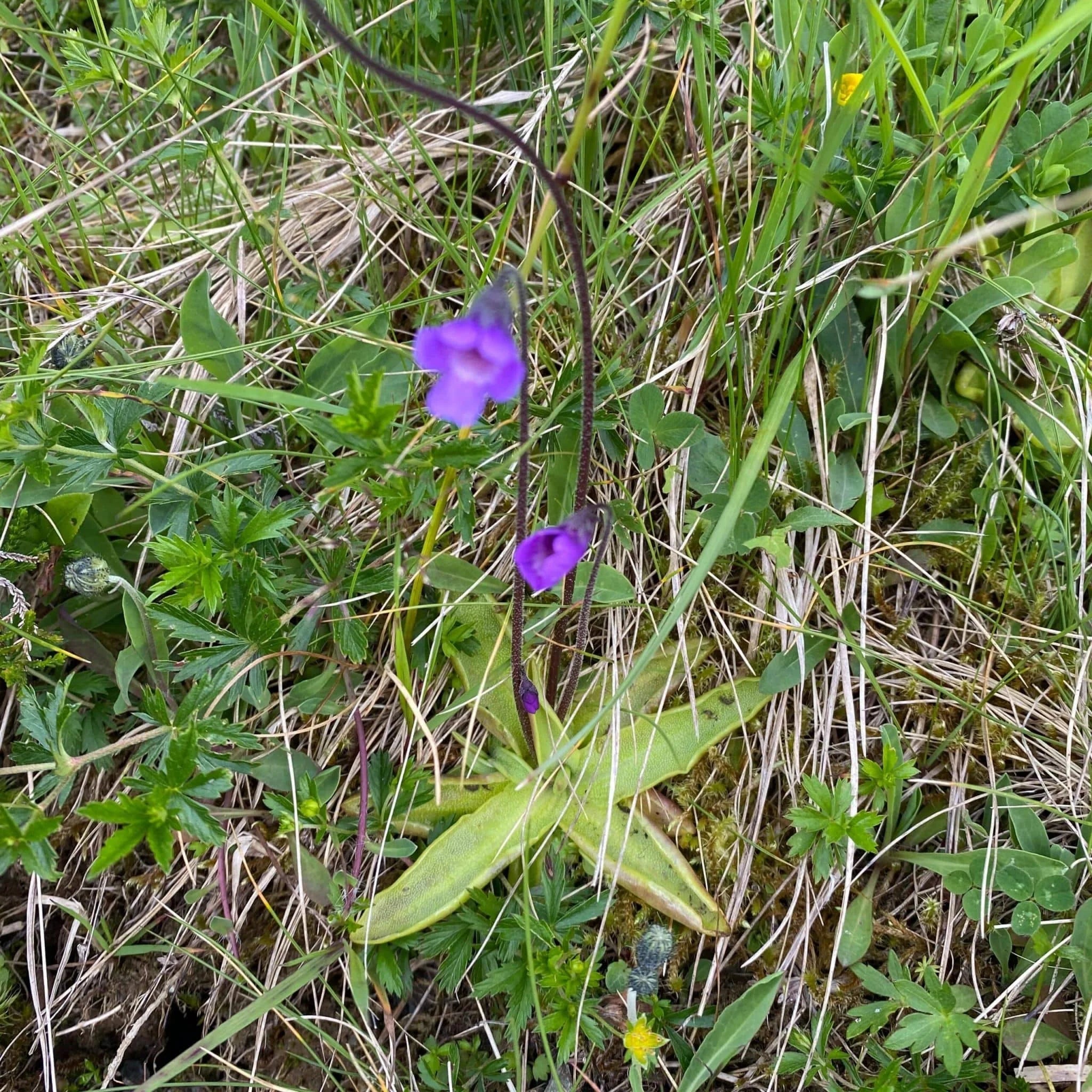Pinguicula vulgaris 大森食虫植物農園