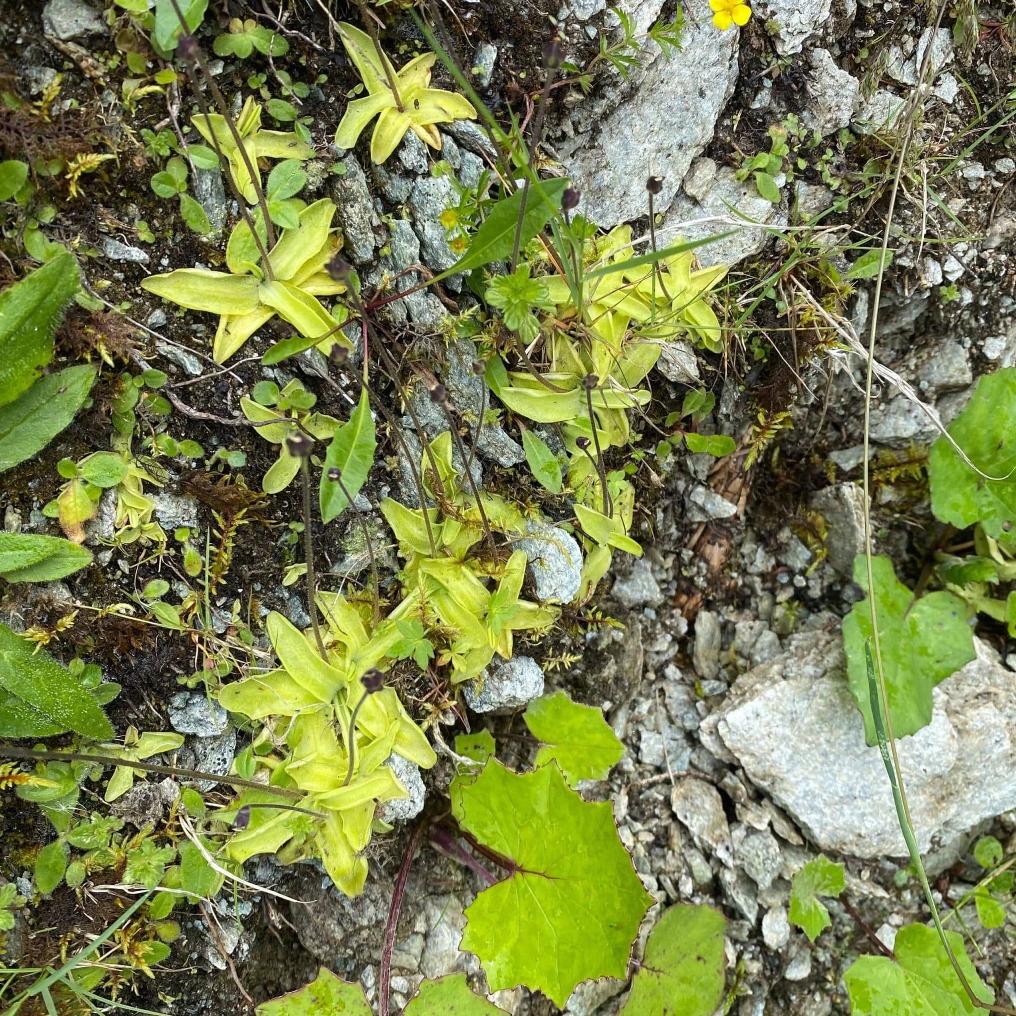 Pinguicula vulgaris 大森食虫植物農園