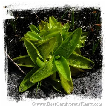 Pinguicula vulgaris {Viekker og Borselvosen, NW coast of Norway} [BCP ID# S195] (25粒の種子) 大森食虫植物農園