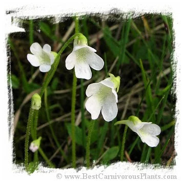 Pinguicula vulgaris {white flower, Slovakia} [BCP ID# P1100, P1253] / 2株の苗 大森食虫植物農園