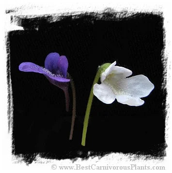 Pinguicula vulgaris {white flower, Slovakia} [BCP ID# P1100, P1253] / 2株の苗 大森食虫植物農園