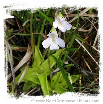 Pinguicula vulgaris {white flower, Slovakia} [BCP ID# P1100, P1253] / 2株の苗 大森食虫植物農園