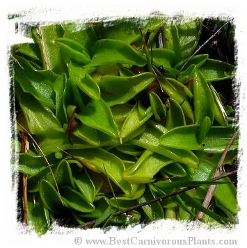 Pinguicula vulgaris f. maculata {Theys, Isere, France} [BCP ID# P700, P1337] / 2株の苗 大森食虫植物農園