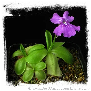 Pinguicula zecheri [BCP ID# P436, P481, P524] / 2株の苗 大森食虫植物農園