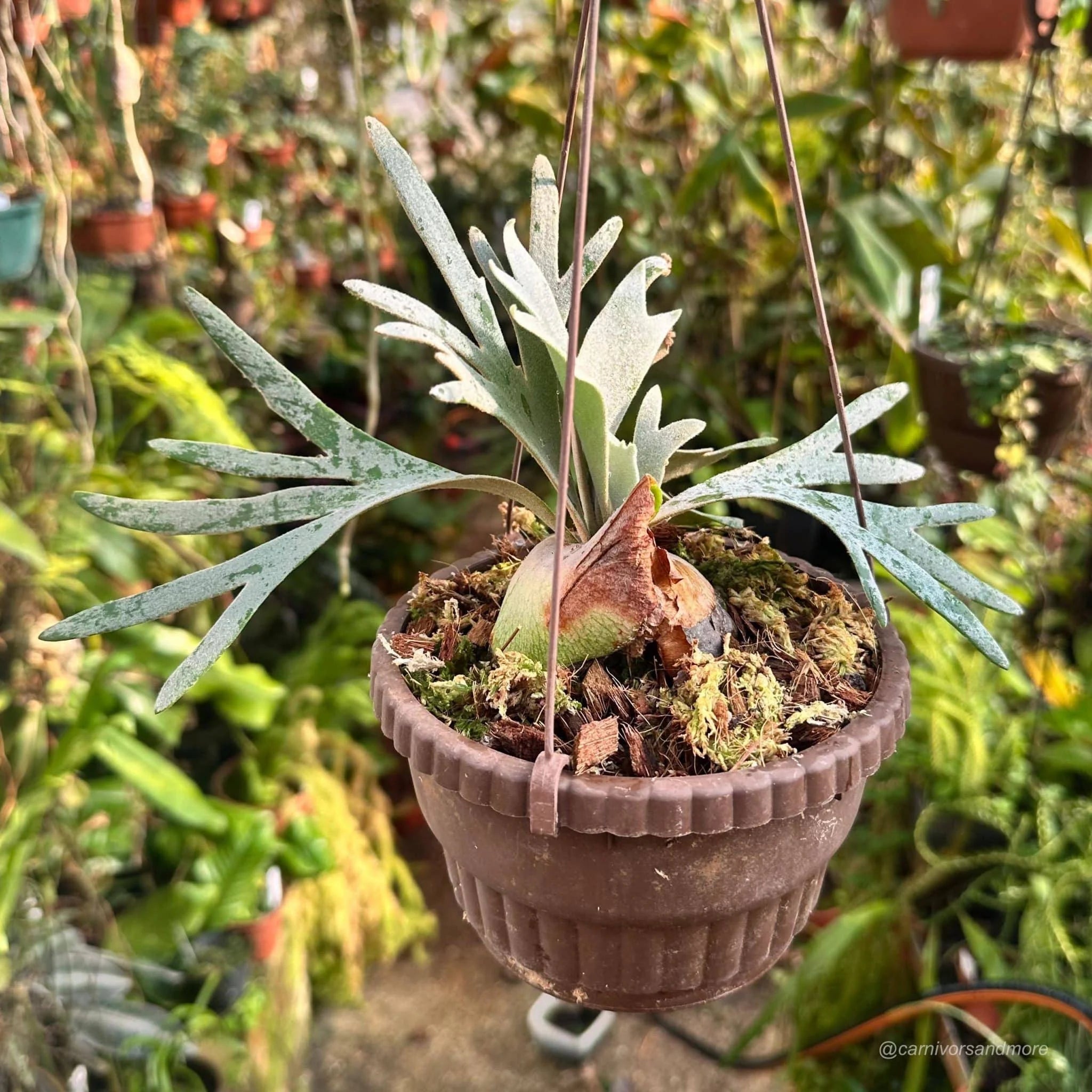 Platycerium bifurcatum ssp. willinckii „Bacteria“ 大森食虫植物農園