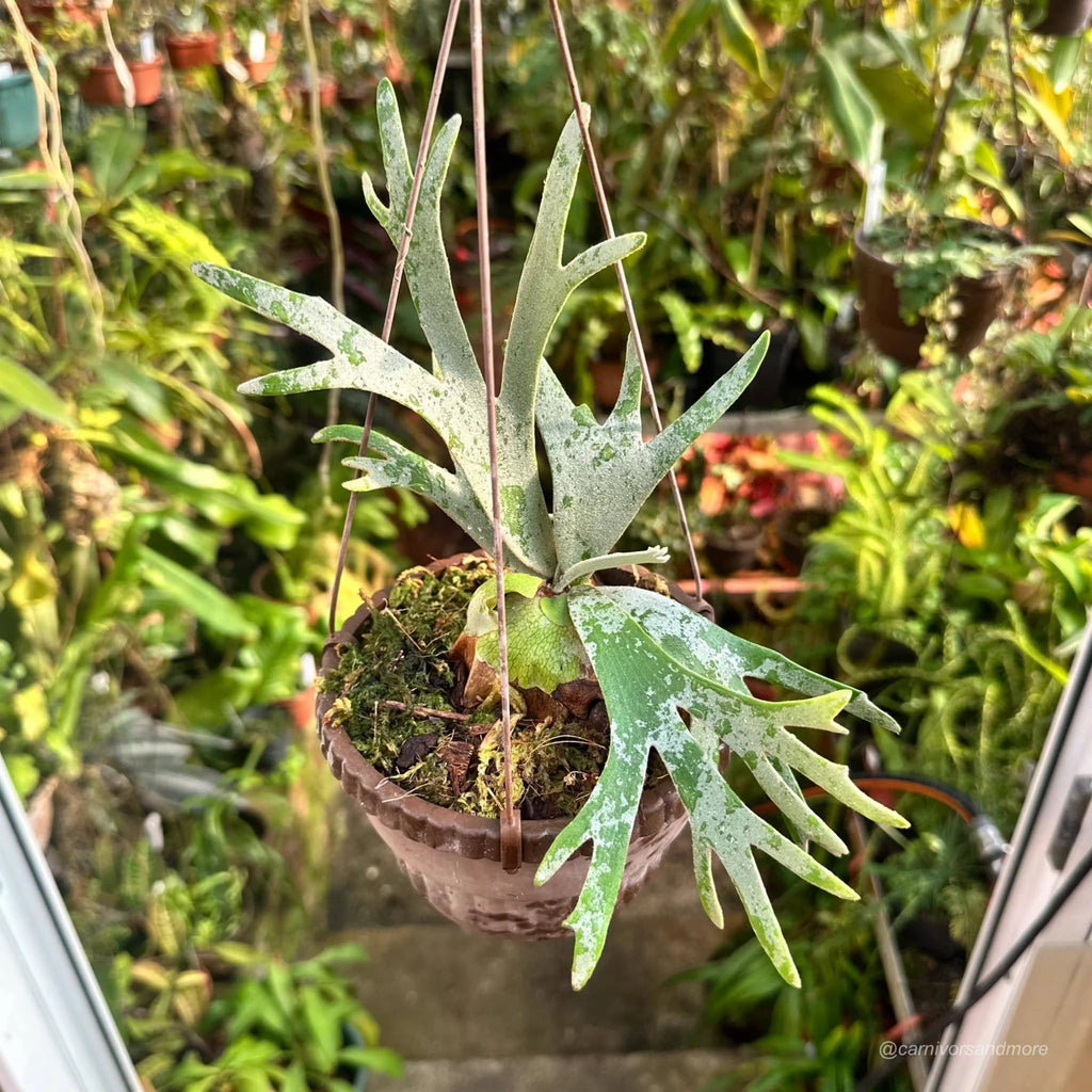Platycerium bifurcatum ssp. willinckii „Jade Girl“ 大森食虫植物農園