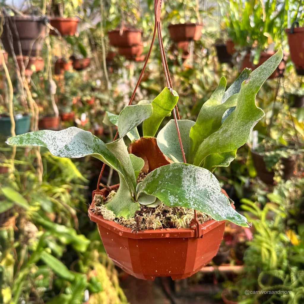 Platycerium bifurcatum ssp. willinckii „Ginka“ 大森食虫植物農園