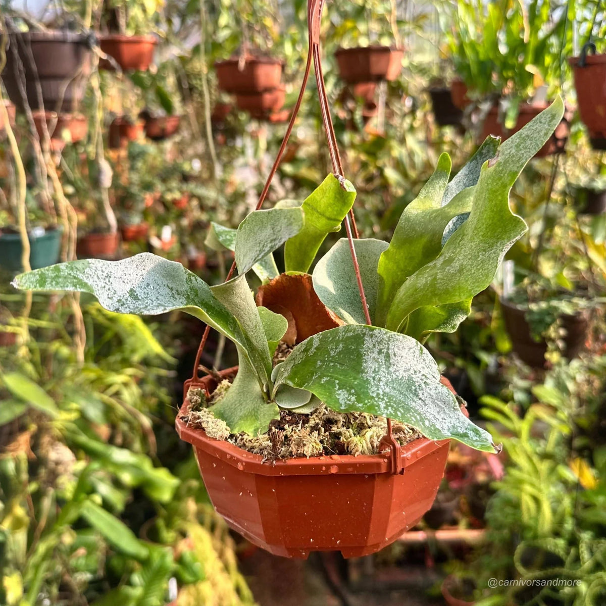 Platycerium bifurcatum ssp. willinckii “Ginka“ 大森食虫植物農園