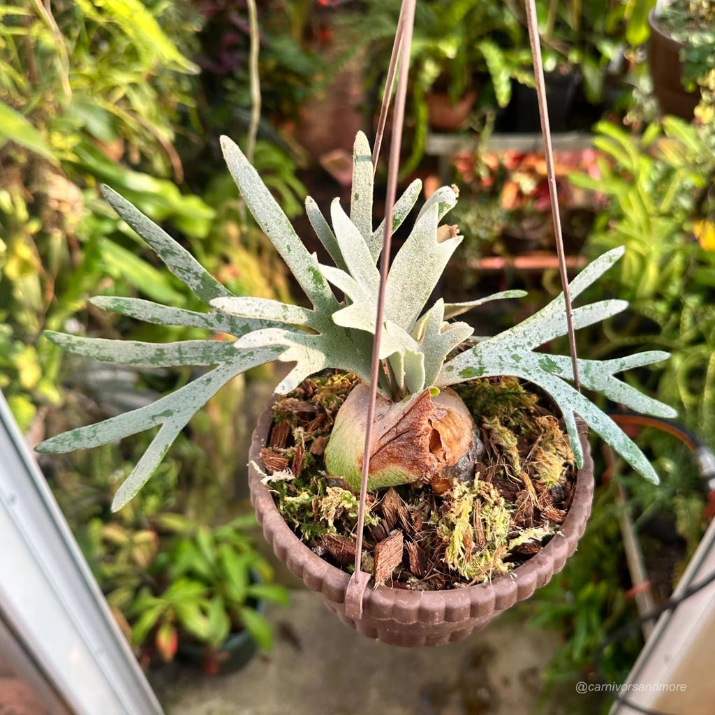 Platycerium bifurcatum ssp. willinckii „Bacteria“ 大森食虫植物農園