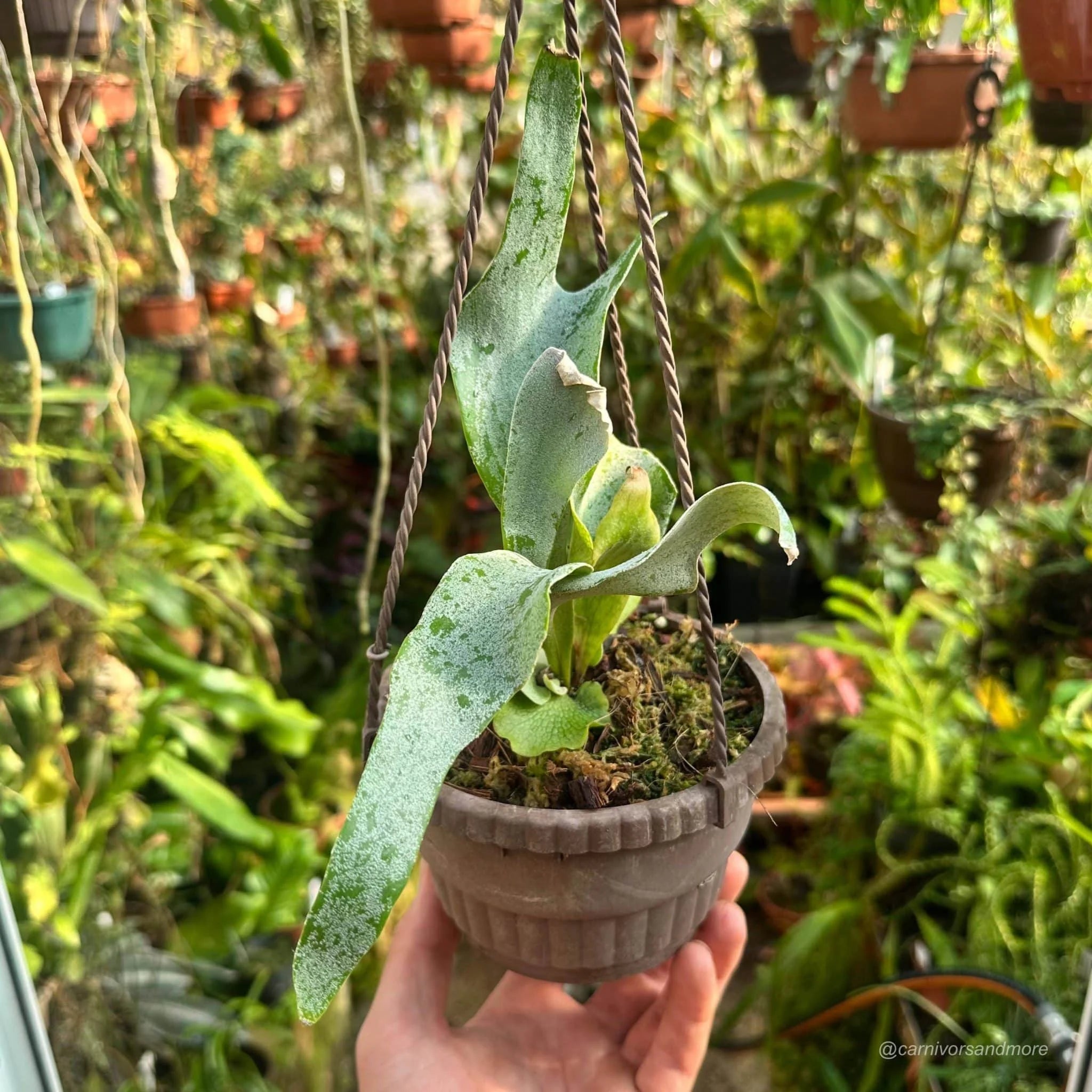 Platycerium bifurcatum ssp. willinckii „Ginka“ 大森食虫植物農園