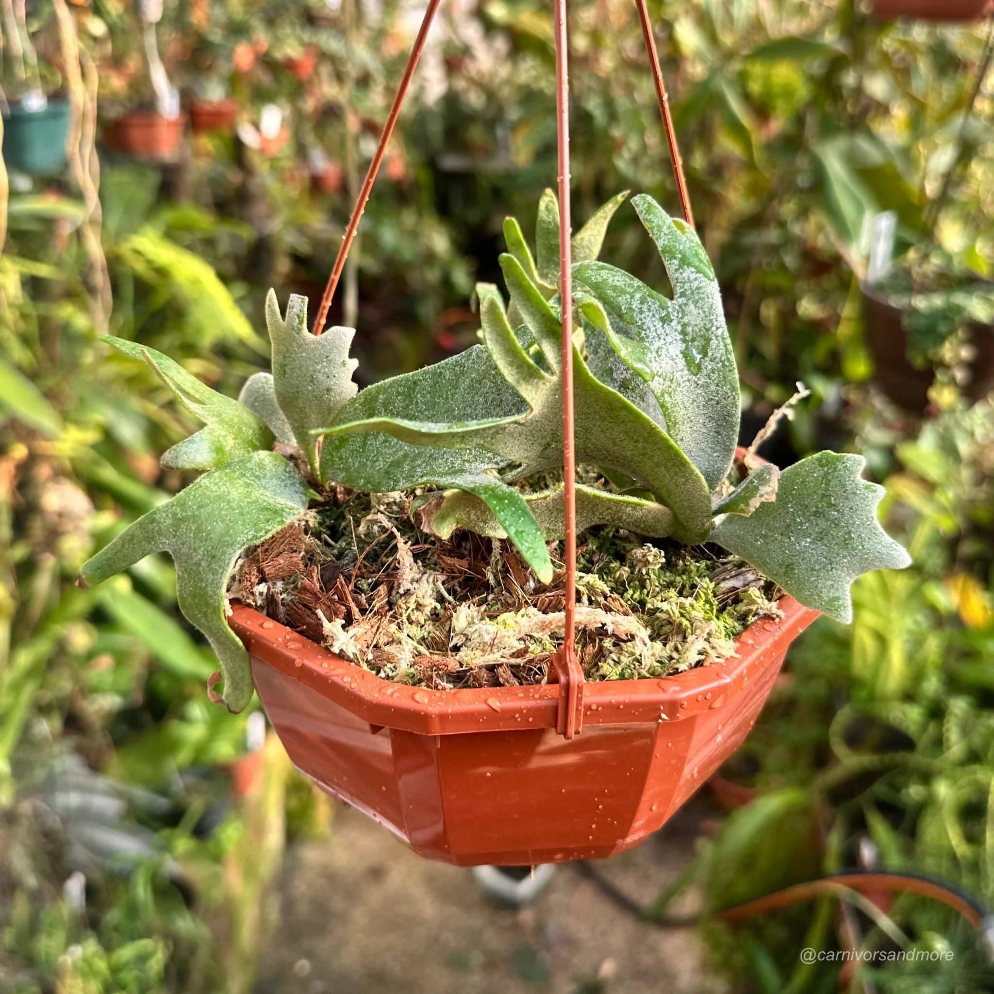 Platycerium bifurcatum ssp. willinckii „Jade Girl“ 大森食虫植物農園