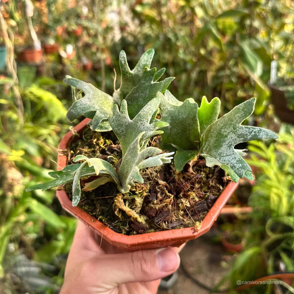 Platycerium bifurcatum ssp. willinckii „Bacteria“ 大森食虫植物農園
