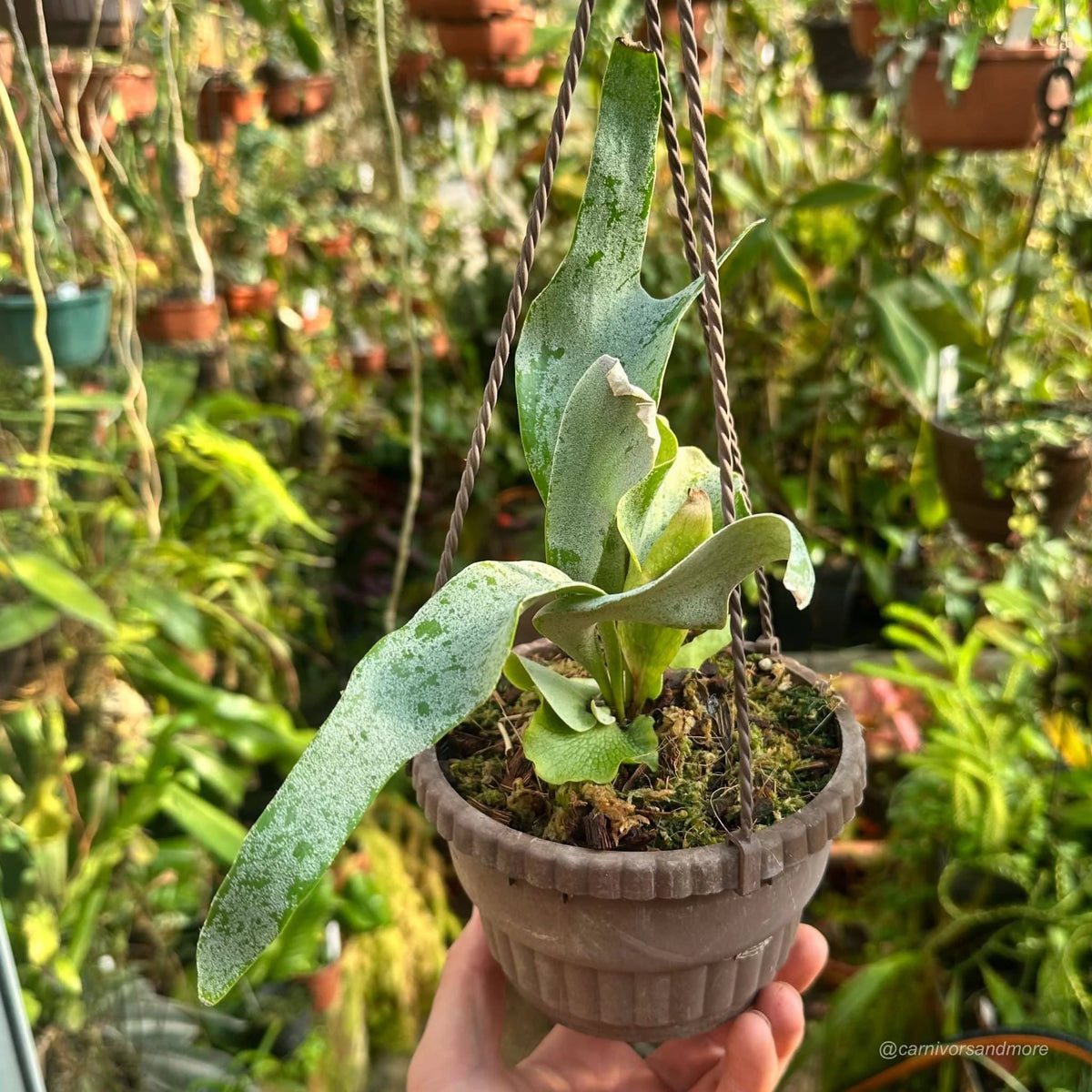 Platycerium bifurcatum ssp. willinckii “Ginka“ 大森食虫植物農園