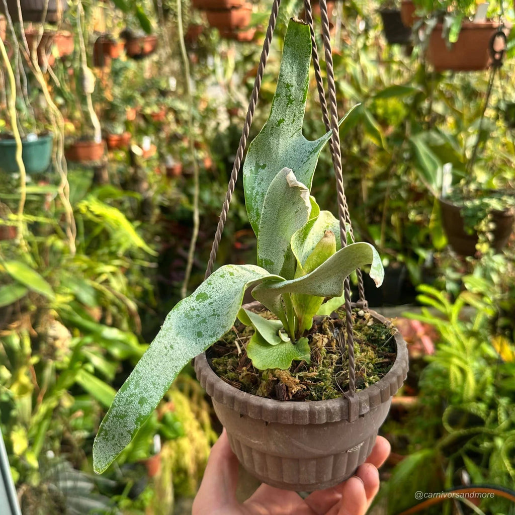 Platycerium bifurcatum ssp. willinckii „Ginka“ 大森食虫植物農園