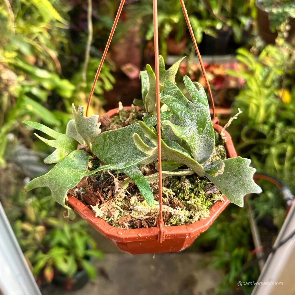 Platycerium bifurcatum ssp. willinckii „Jade Girl“ 大森食虫植物農園
