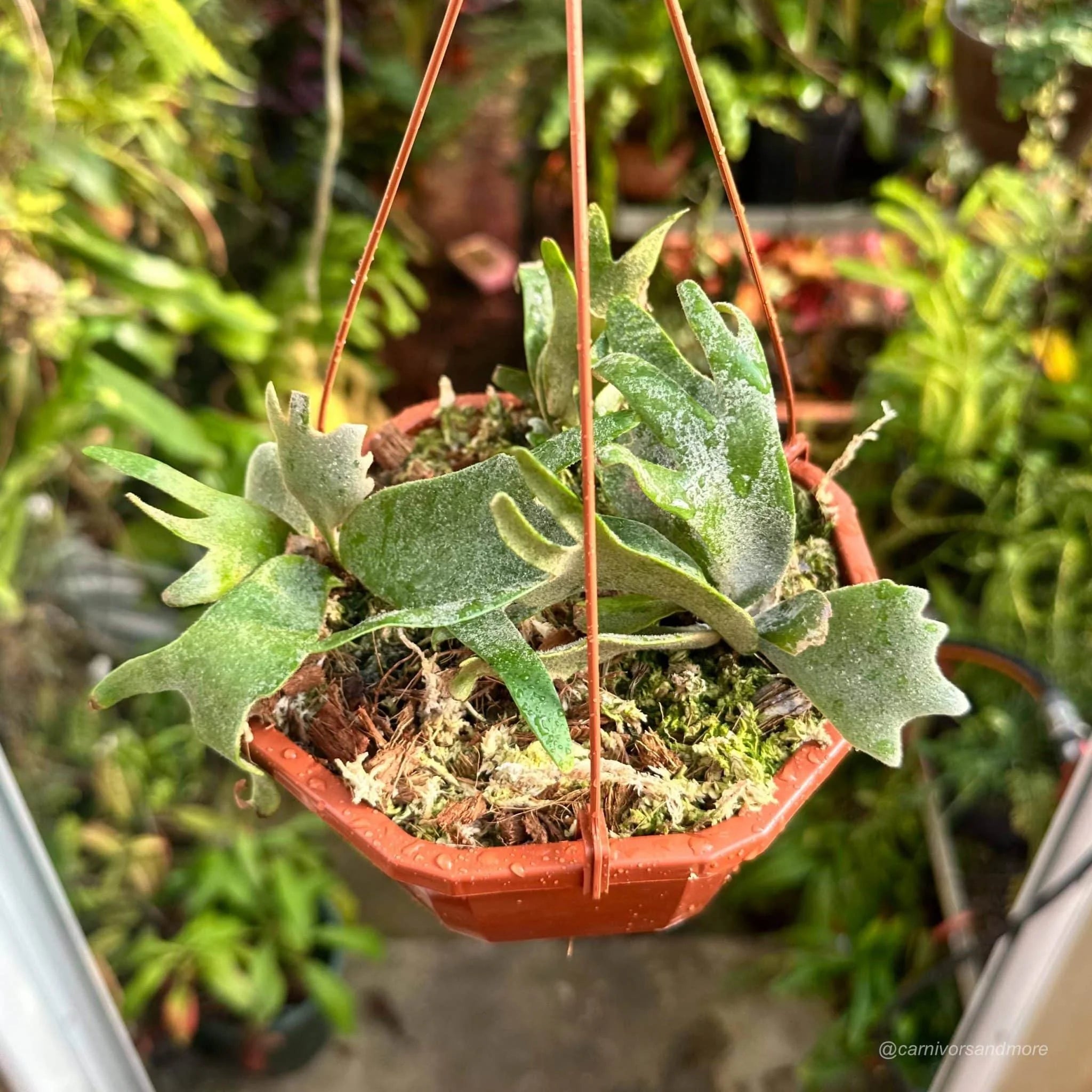 Platycerium bifurcatum ssp. willinckii „Jade Girl“ 大森食虫植物農園