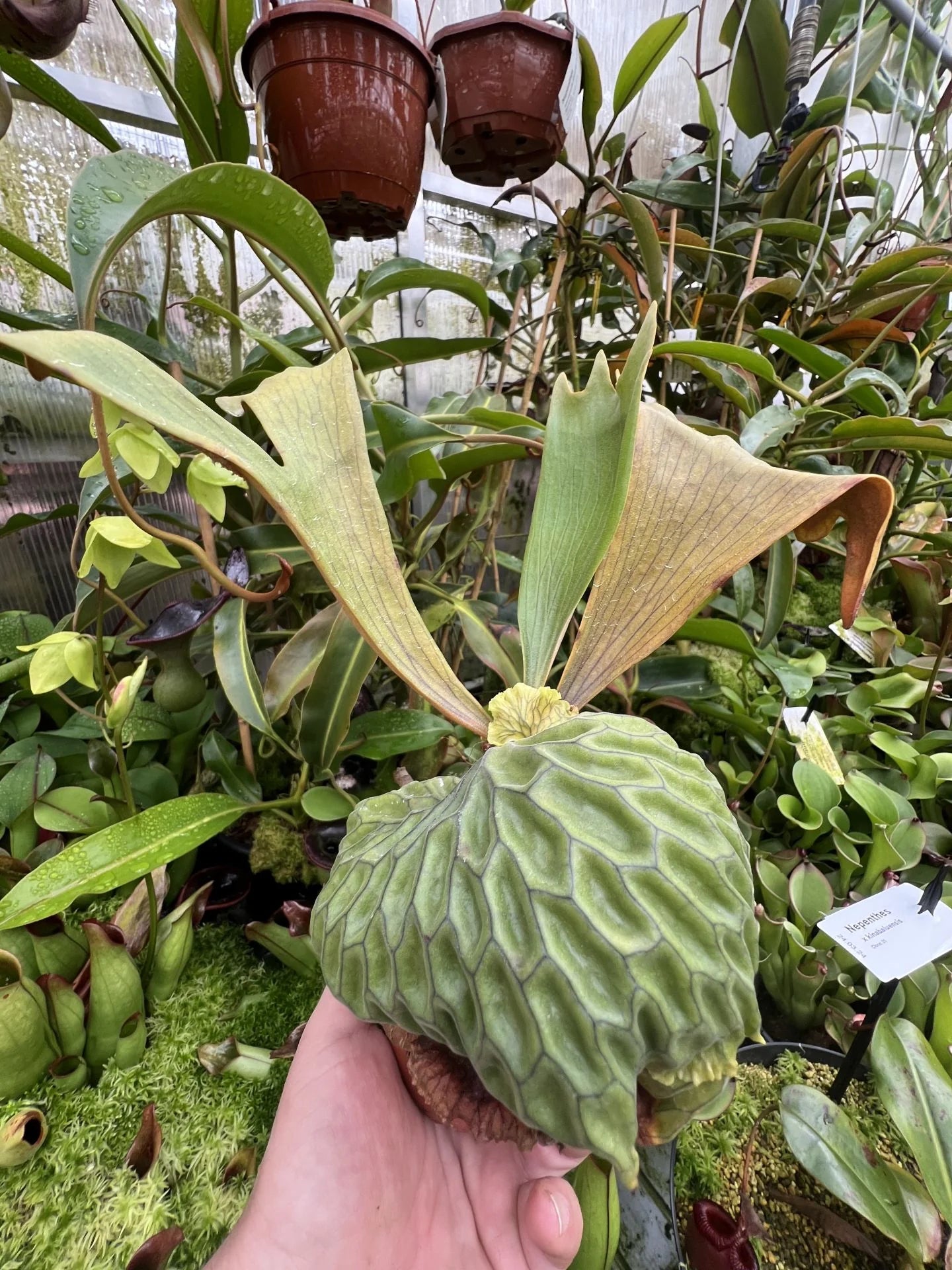 Platycerium madagascariense 大森食虫植物農園
