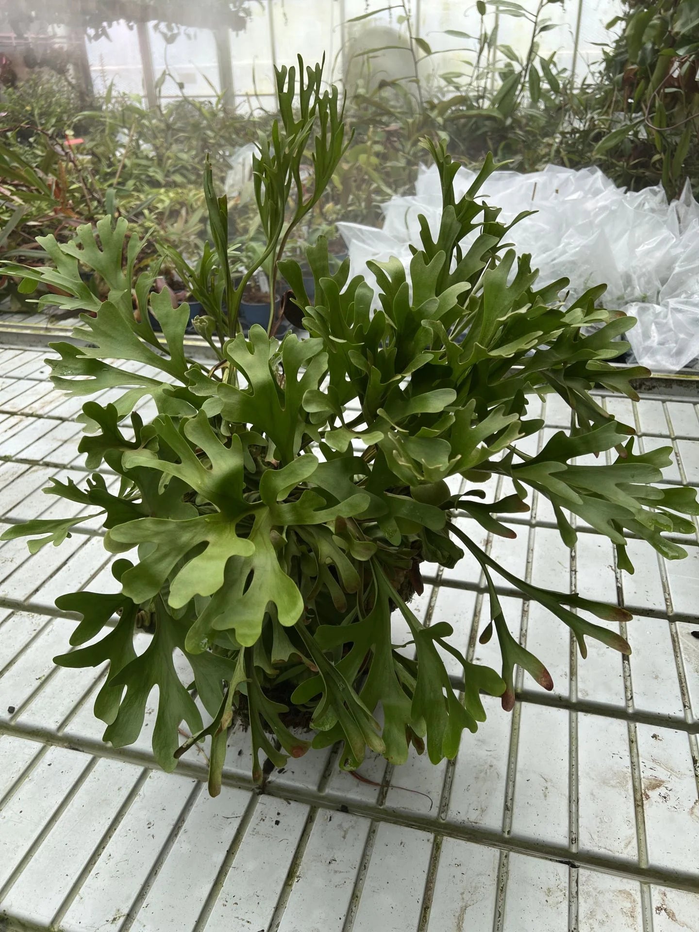 Platycerium ridley 大森食虫植物農園