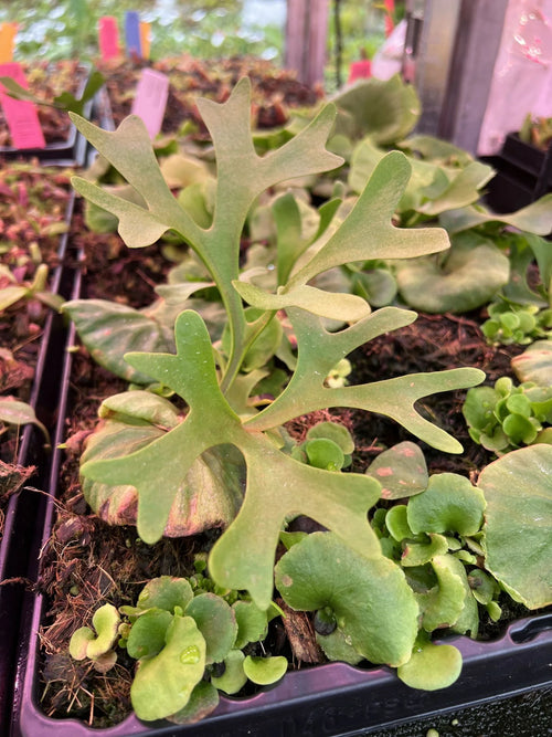 Platycerium ridley 大森食虫植物農園