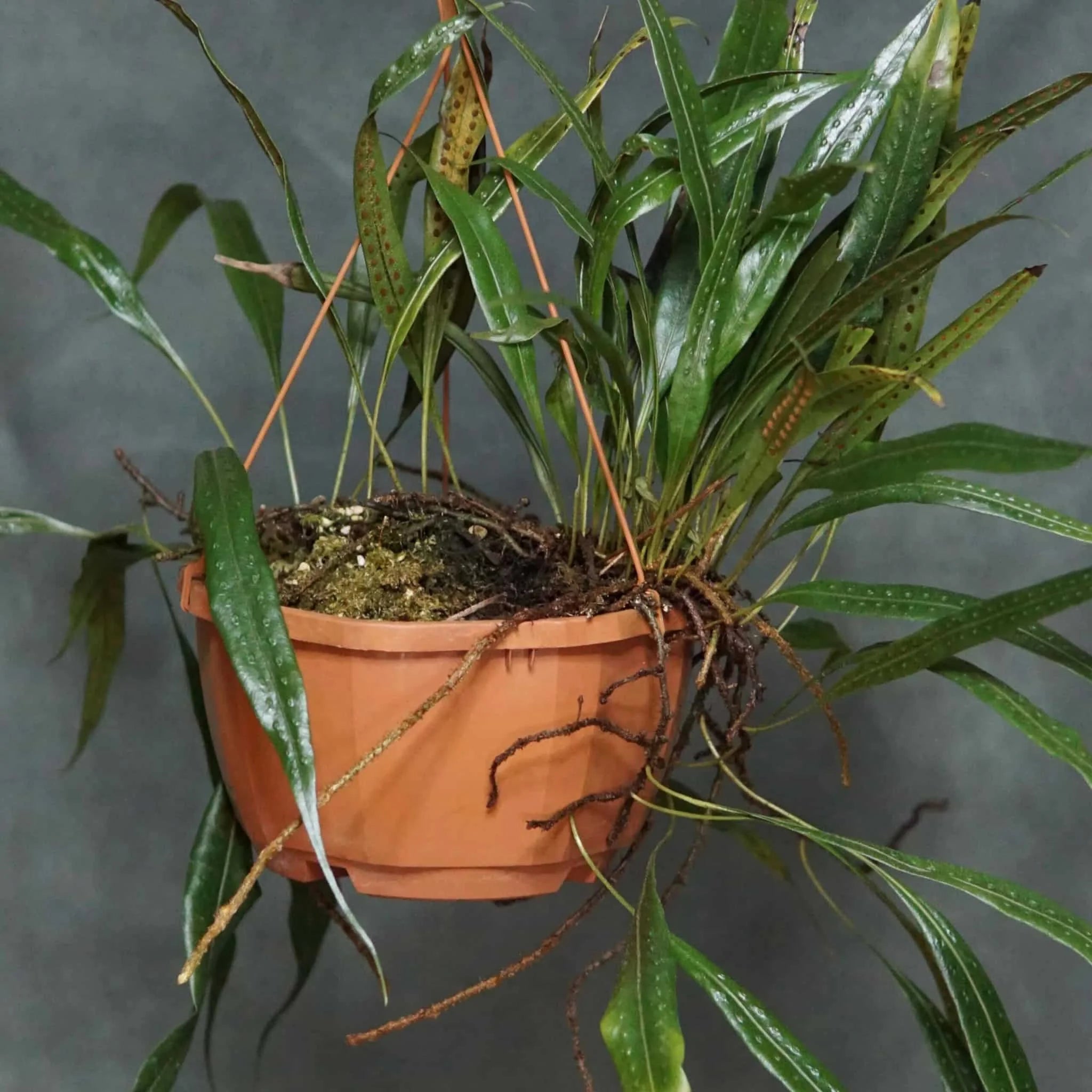 Polypodium spec. Costa Rica 大森食虫植物農園