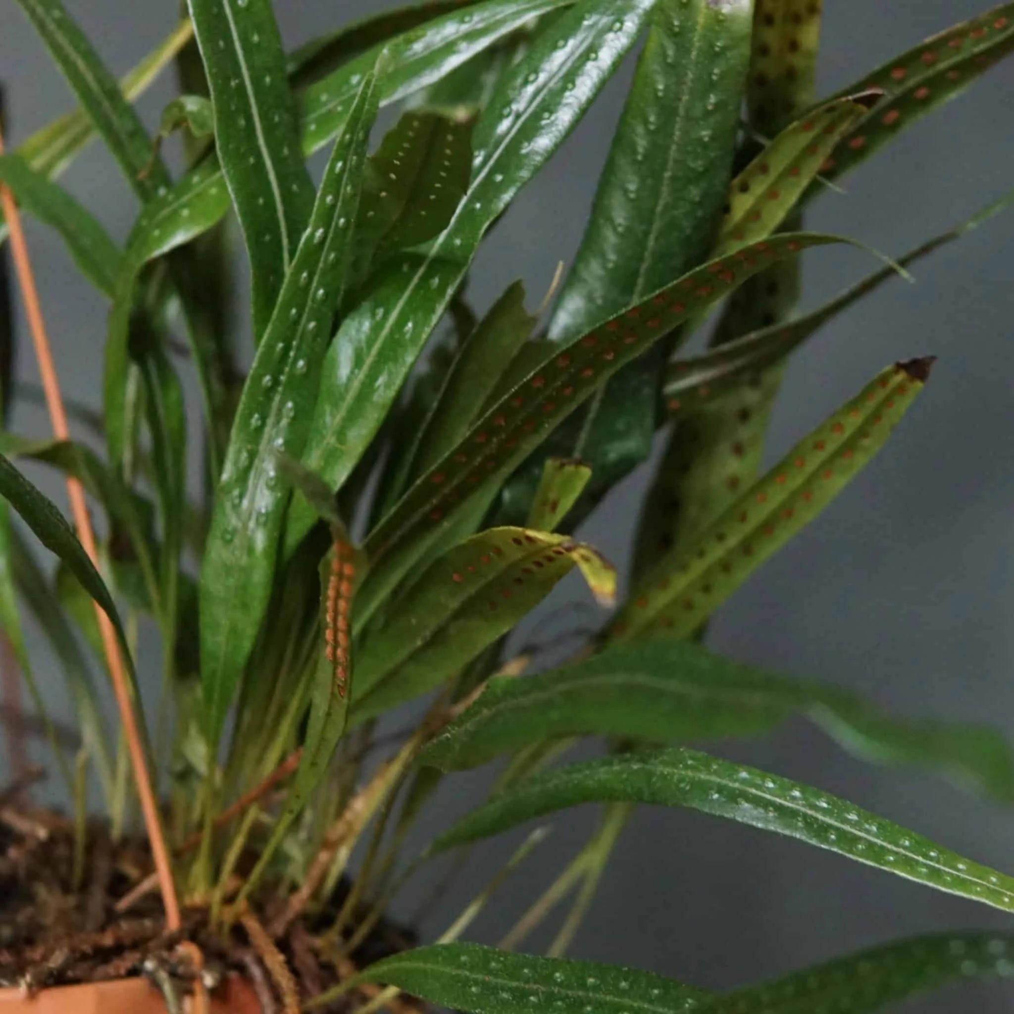 Polypodium spec. Costa Rica 大森食虫植物農園