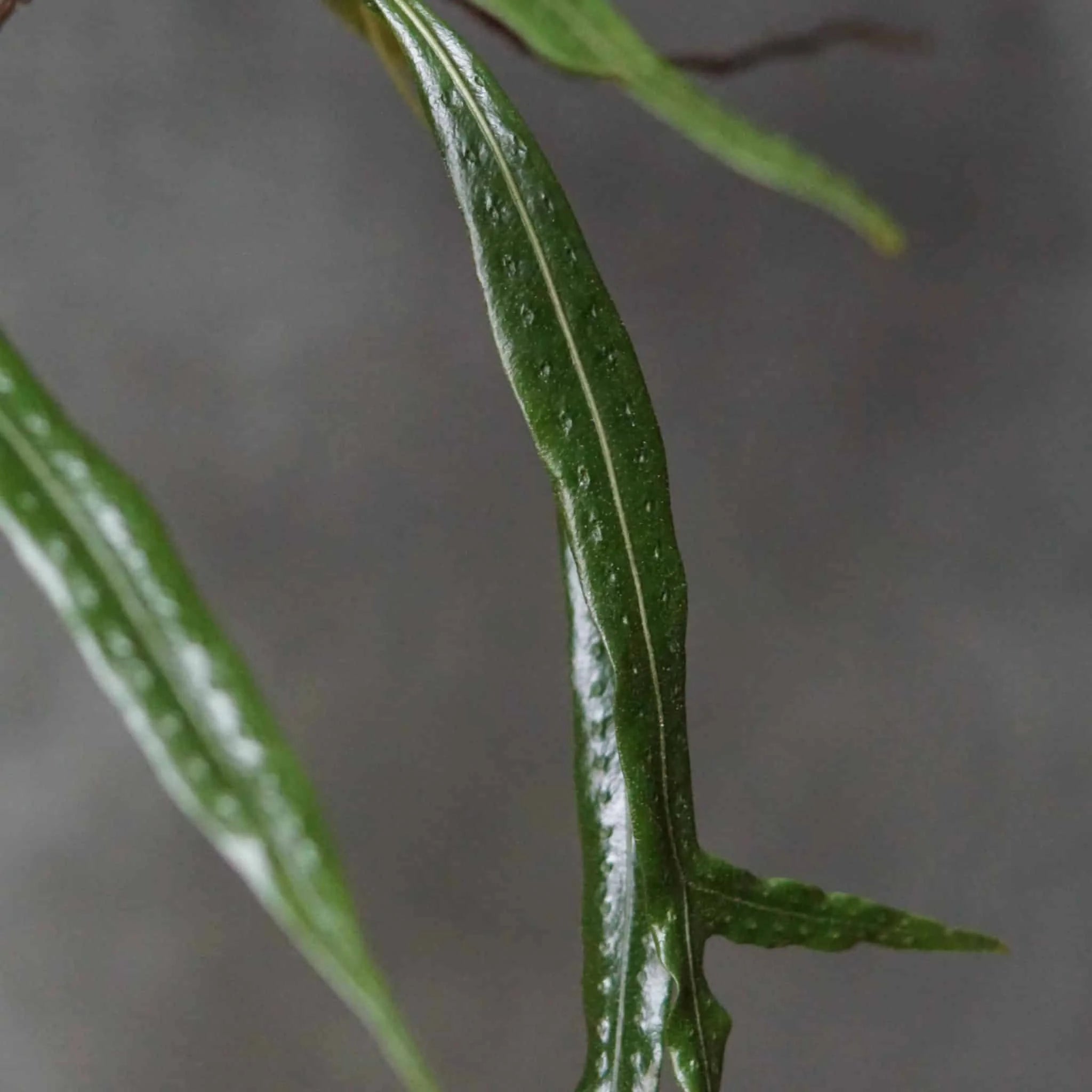 Polypodium spec. Costa Rica 大森食虫植物農園