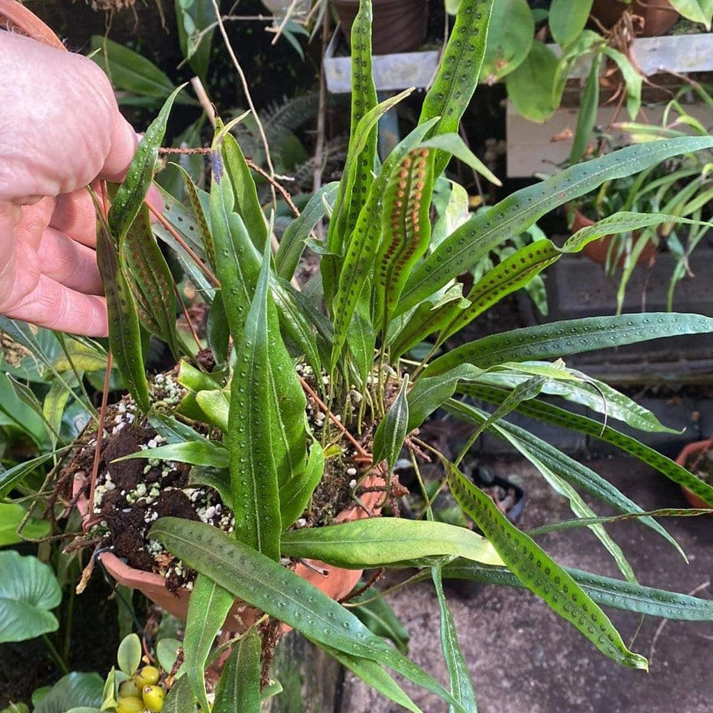 Polypodium spec. Costa Rica 大森食虫植物農園