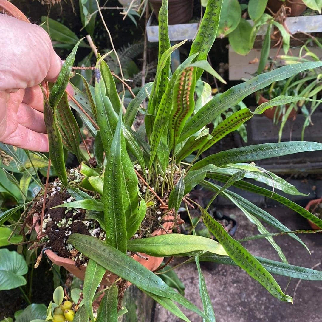 Polypodium spec. Costa Rica 大森食虫植物農園