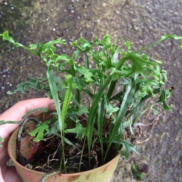 Polypodium spec. Crestate Form 大森食虫植物農園