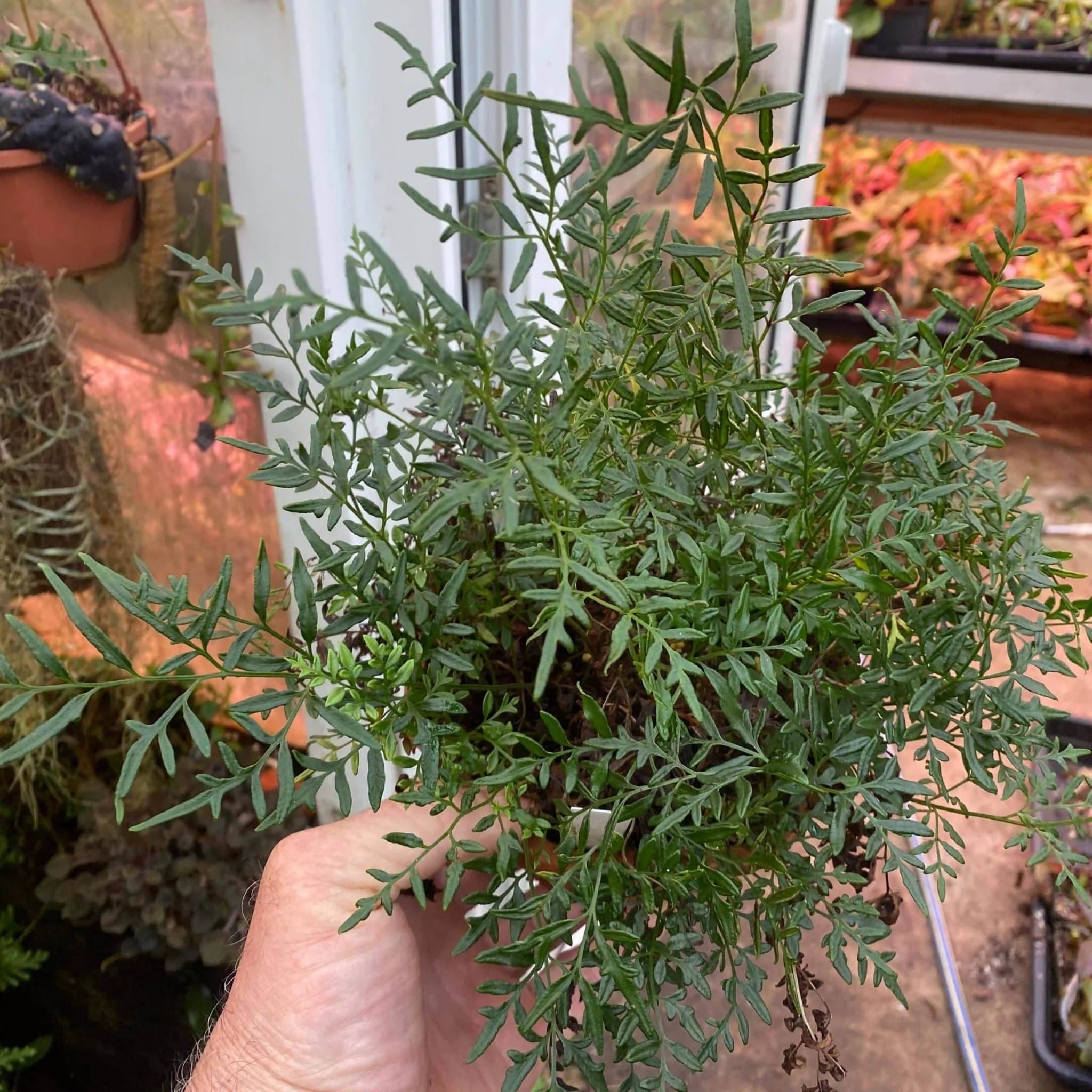 Pteris (Doryopteris ?) spec. Seychelles 大森食虫植物農園