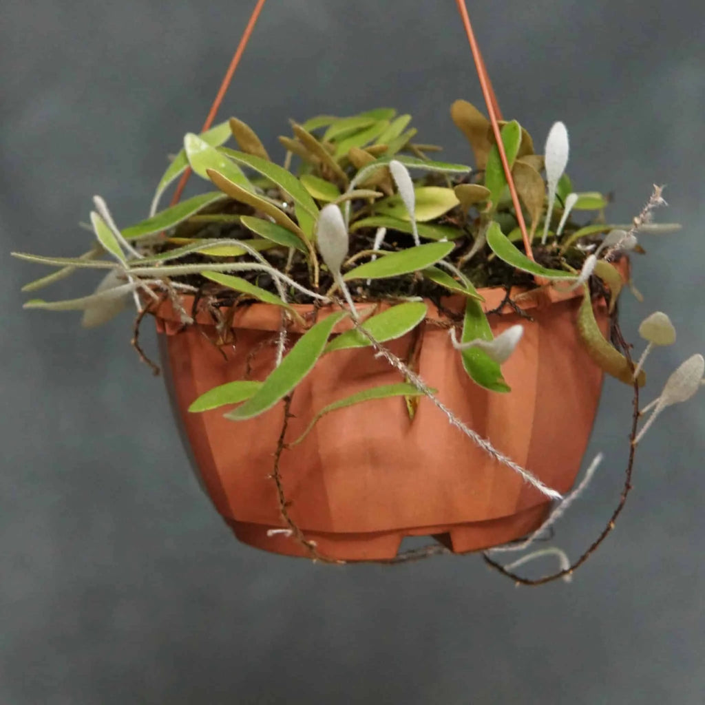 Pyrrosia abbreviataﾠ 大森食虫植物農園