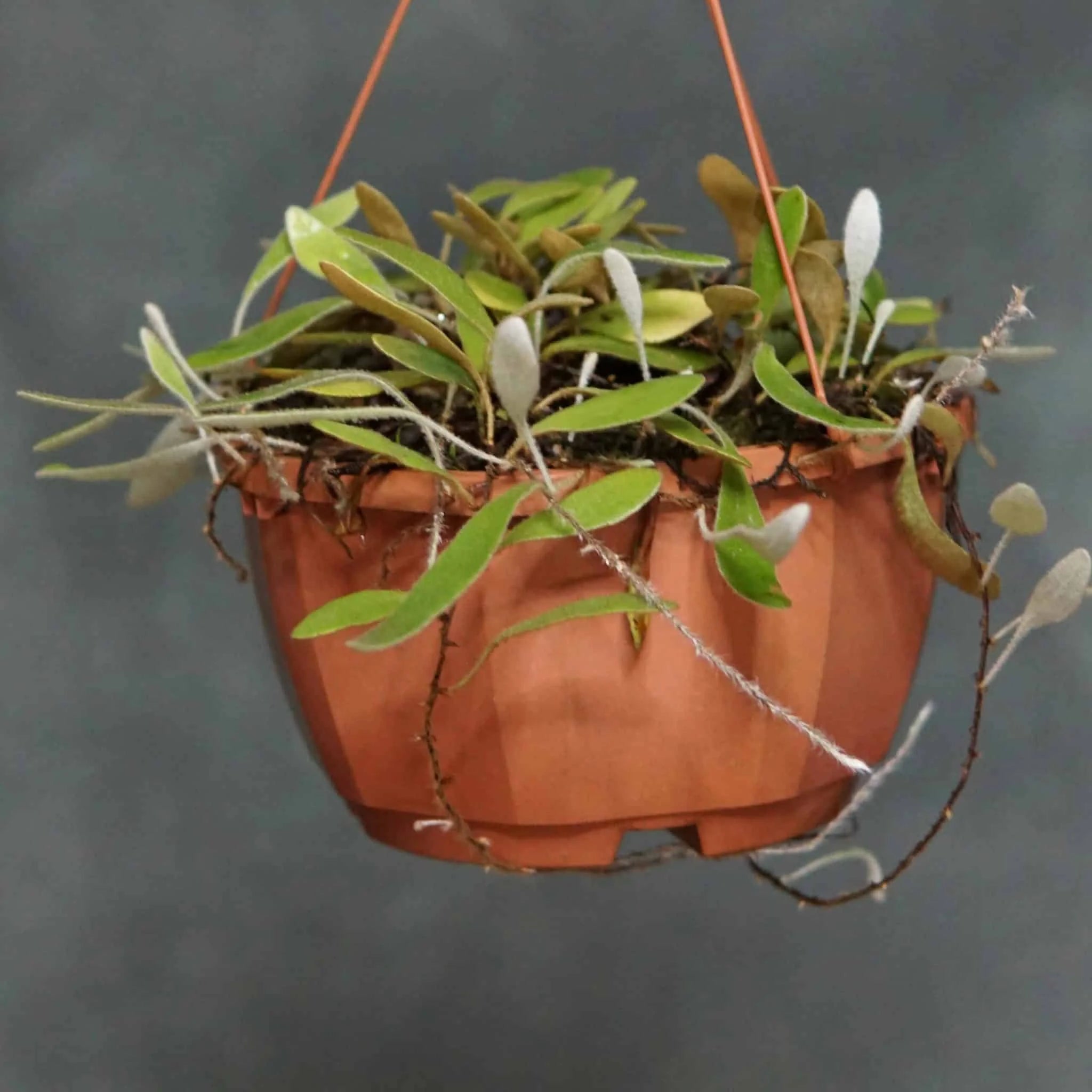 Pyrrosia abbreviataﾠ 大森食虫植物農園