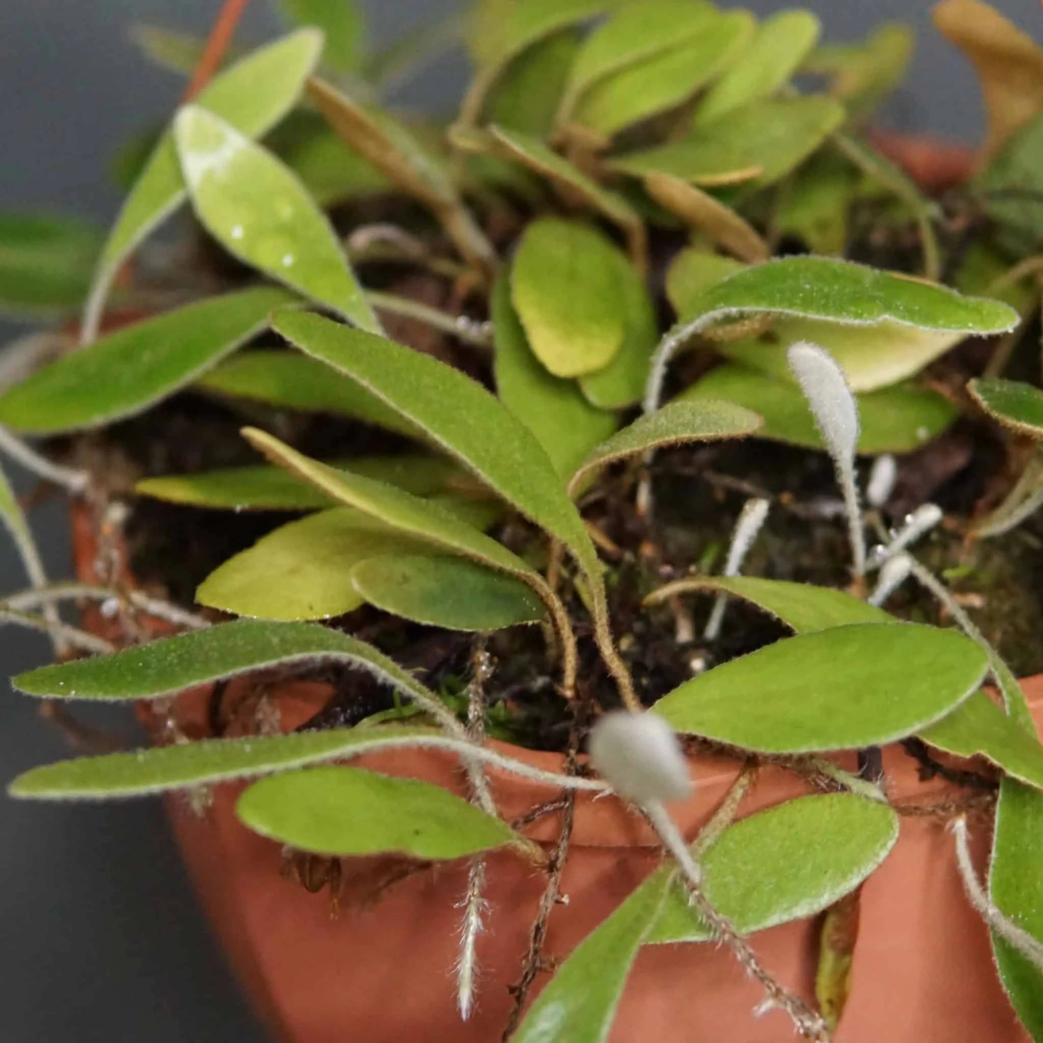 Pyrrosia abbreviataﾠ 大森食虫植物農園