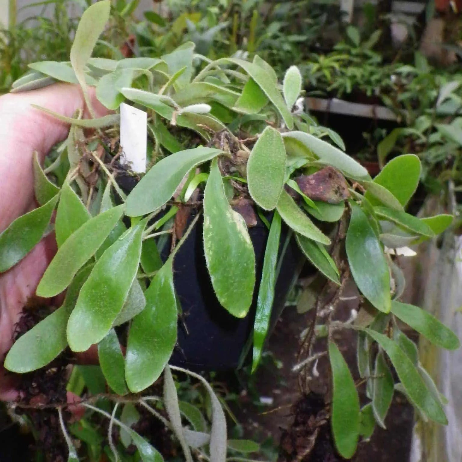 Pyrrosia abbreviataﾠ 大森食虫植物農園