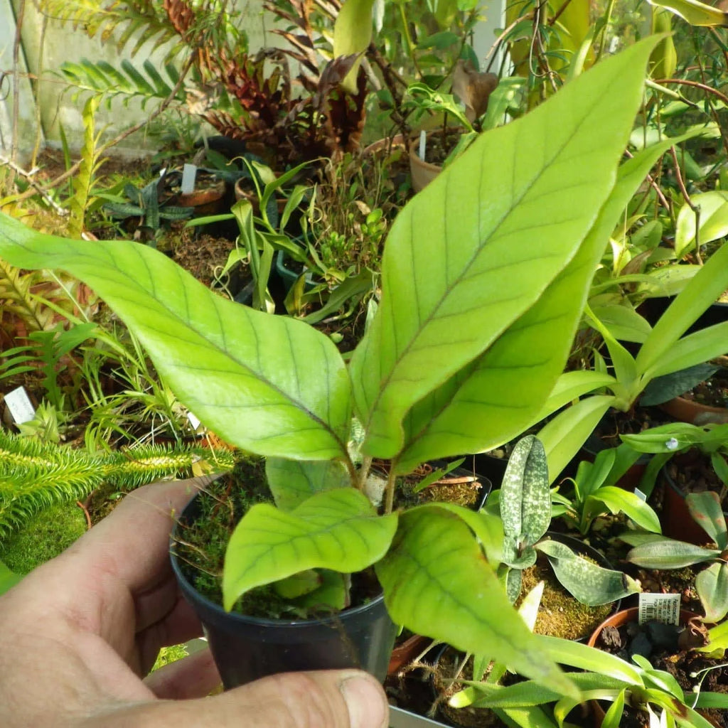 Pyrrosia christi 大森食虫植物農園