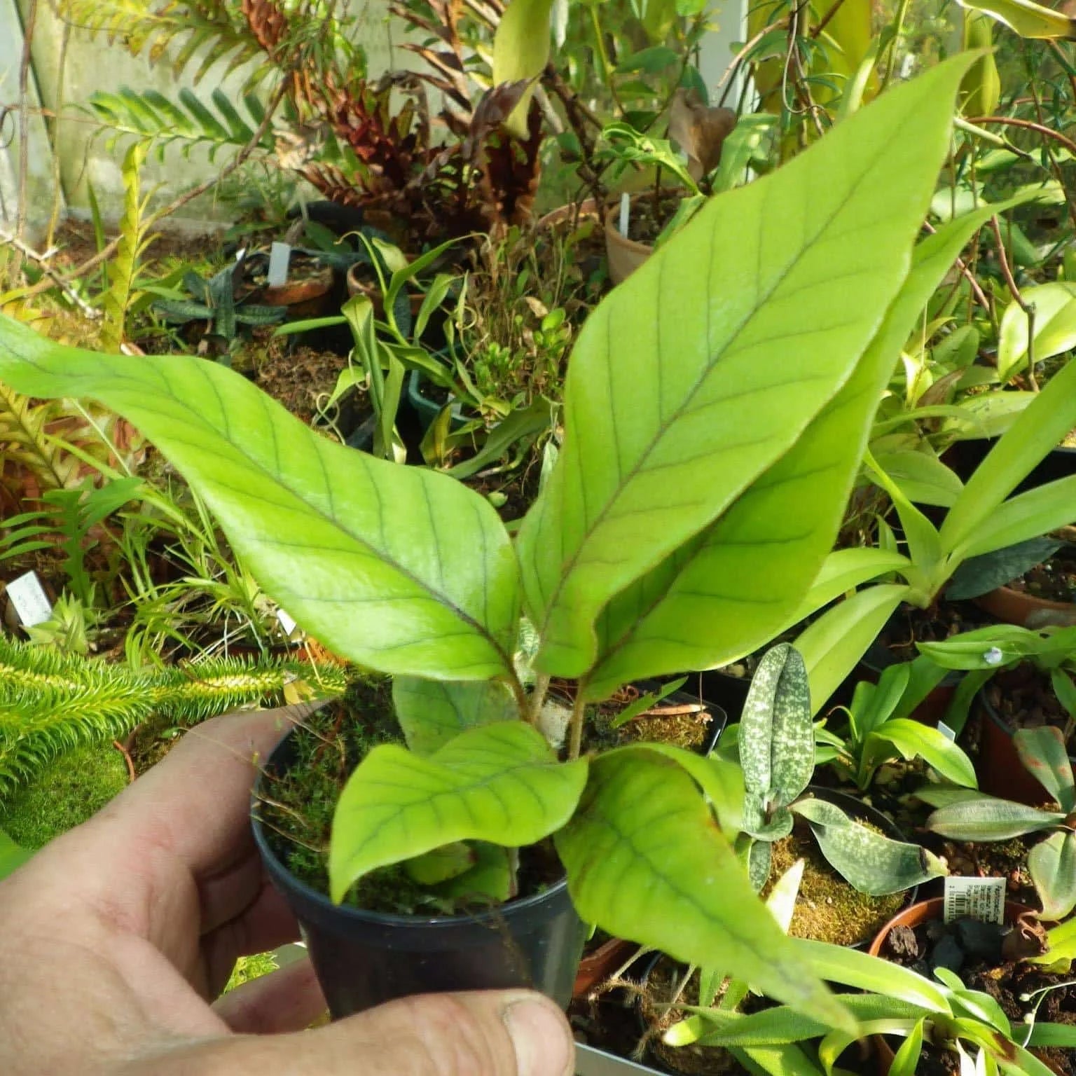 Pyrrosia christi 大森食虫植物農園
