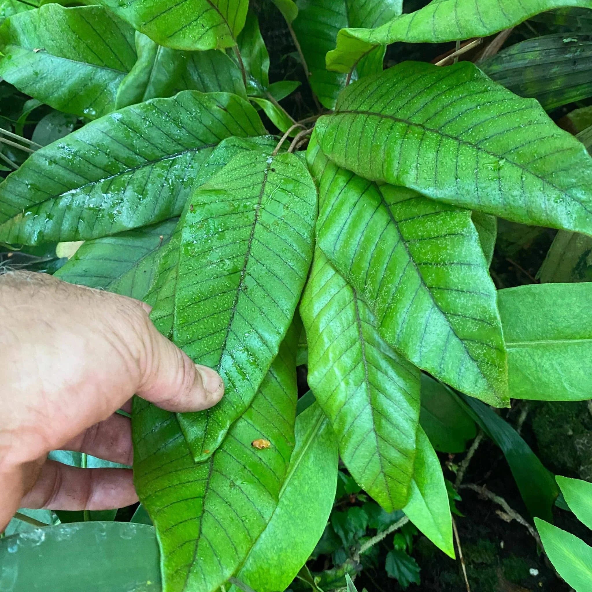 Pyrrosia christi 大森食虫植物農園