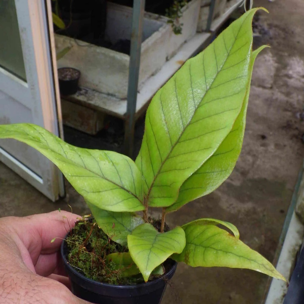 Pyrrosia christi 大森食虫植物農園
