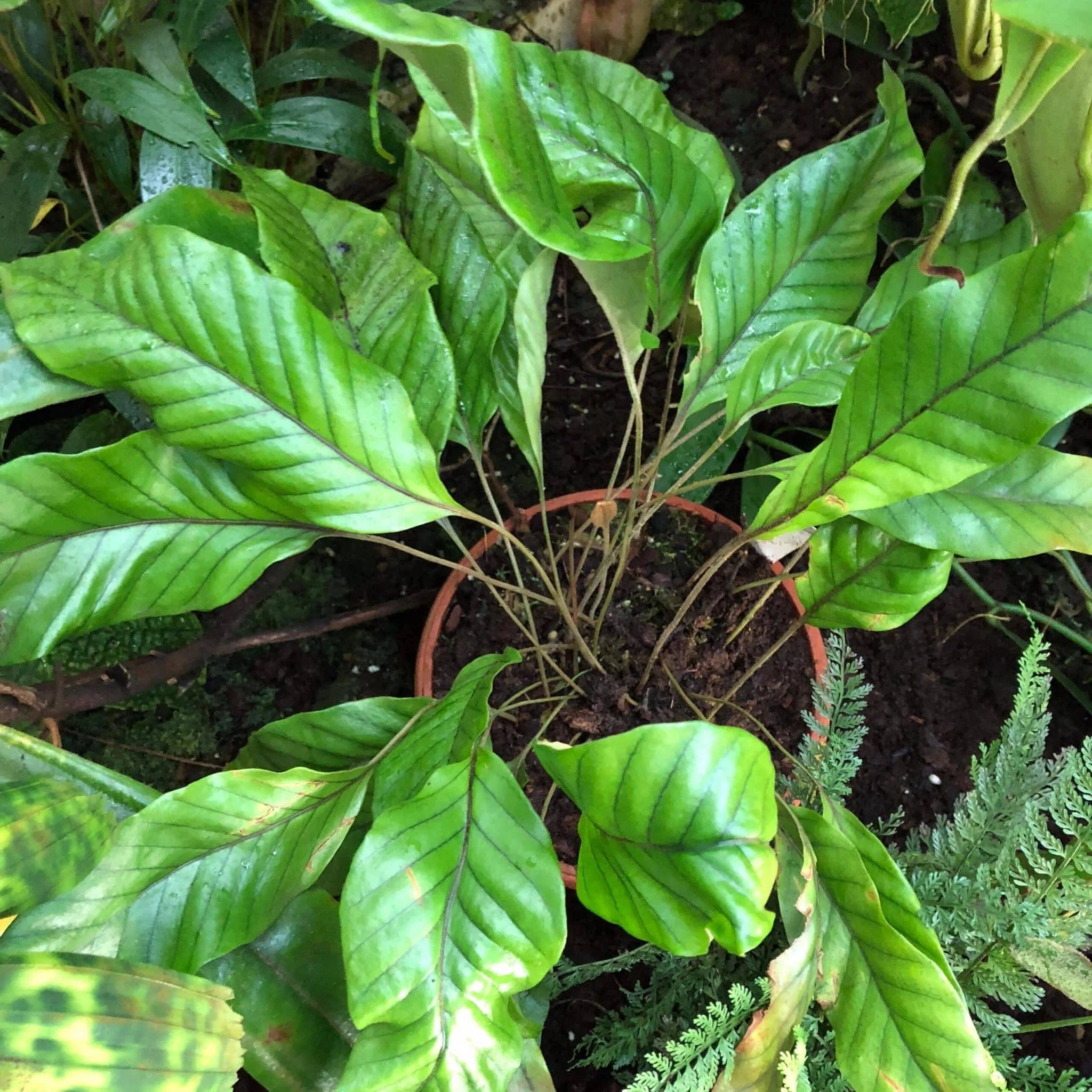 Pyrrosia christi 大森食虫植物農園