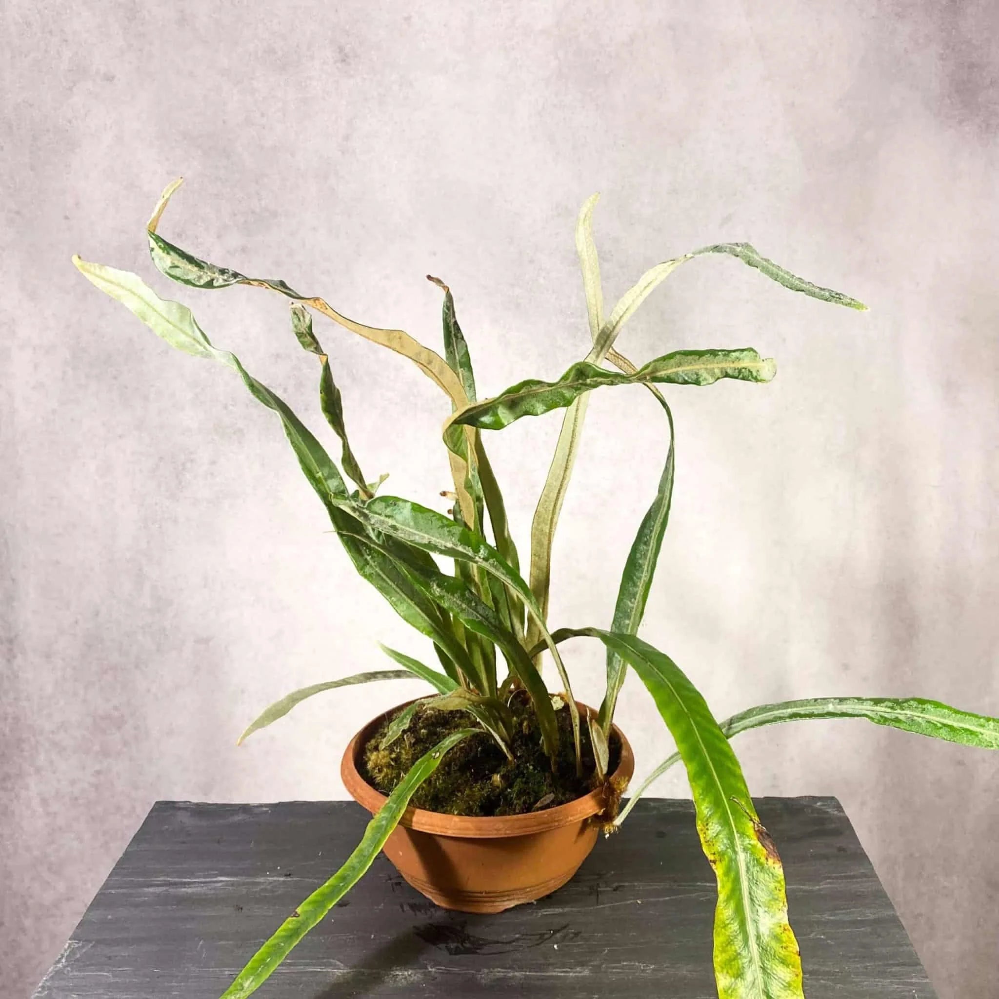 Pyrrosia decurrens 大森食虫植物農園