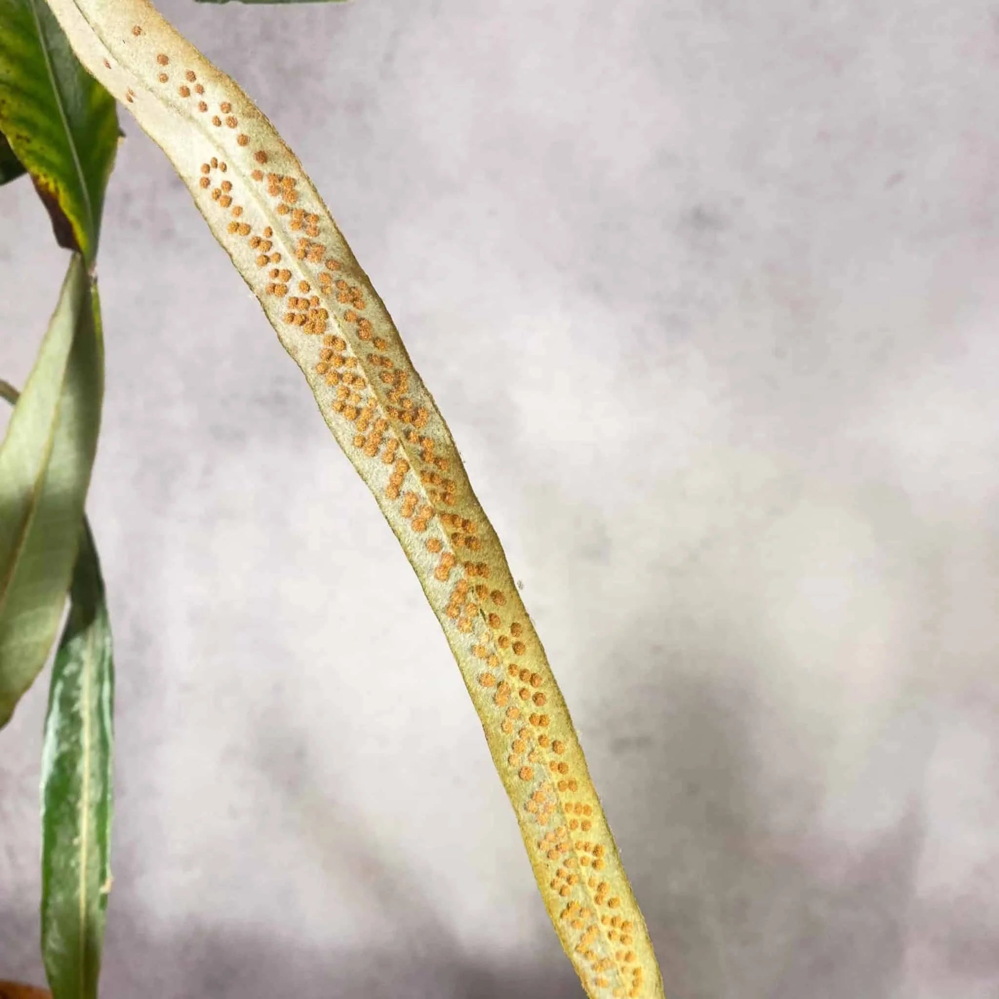 Pyrrosia decurrens 大森食虫植物農園