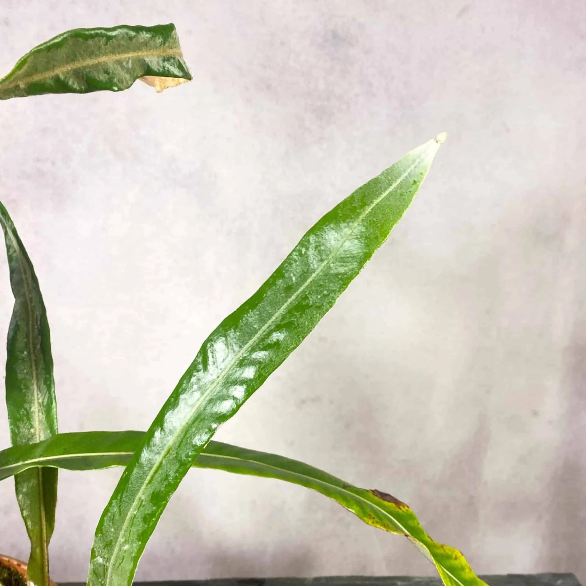 Pyrrosia decurrens 大森食虫植物農園
