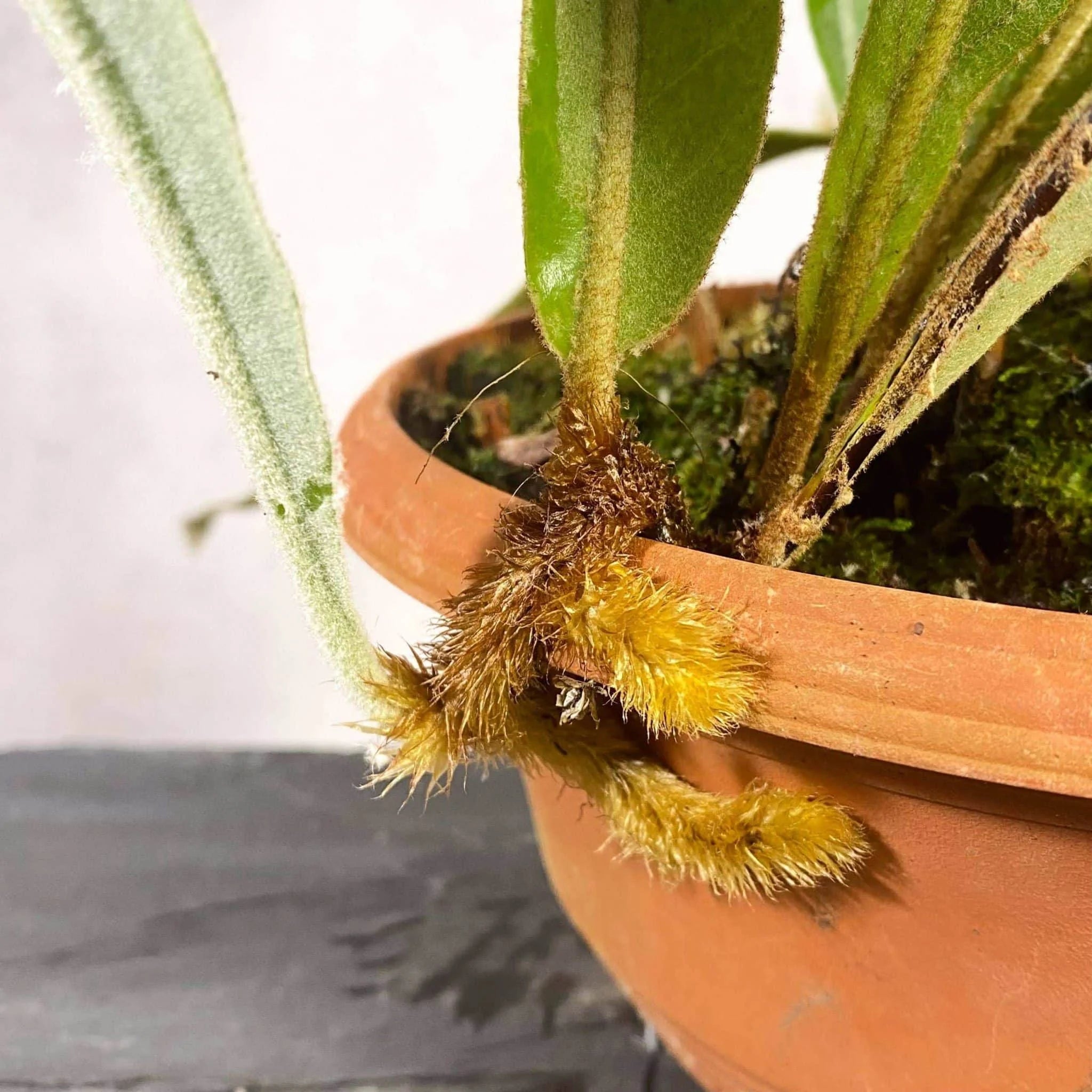 Pyrrosia decurrens 大森食虫植物農園