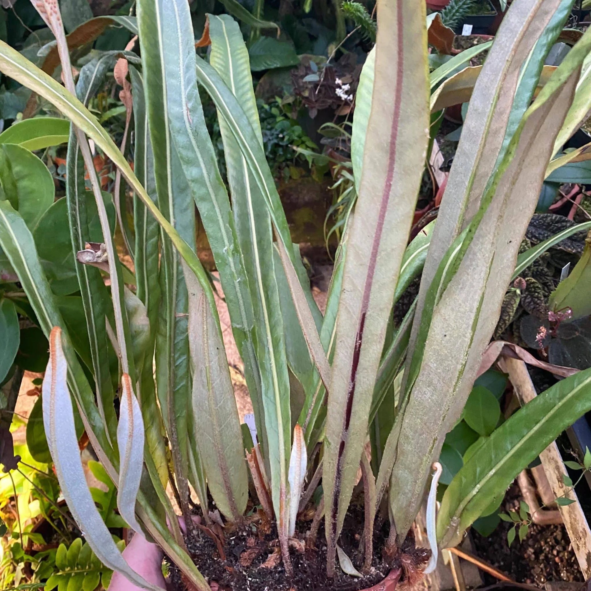 Pyrrosia decurrens 大森食虫植物農園