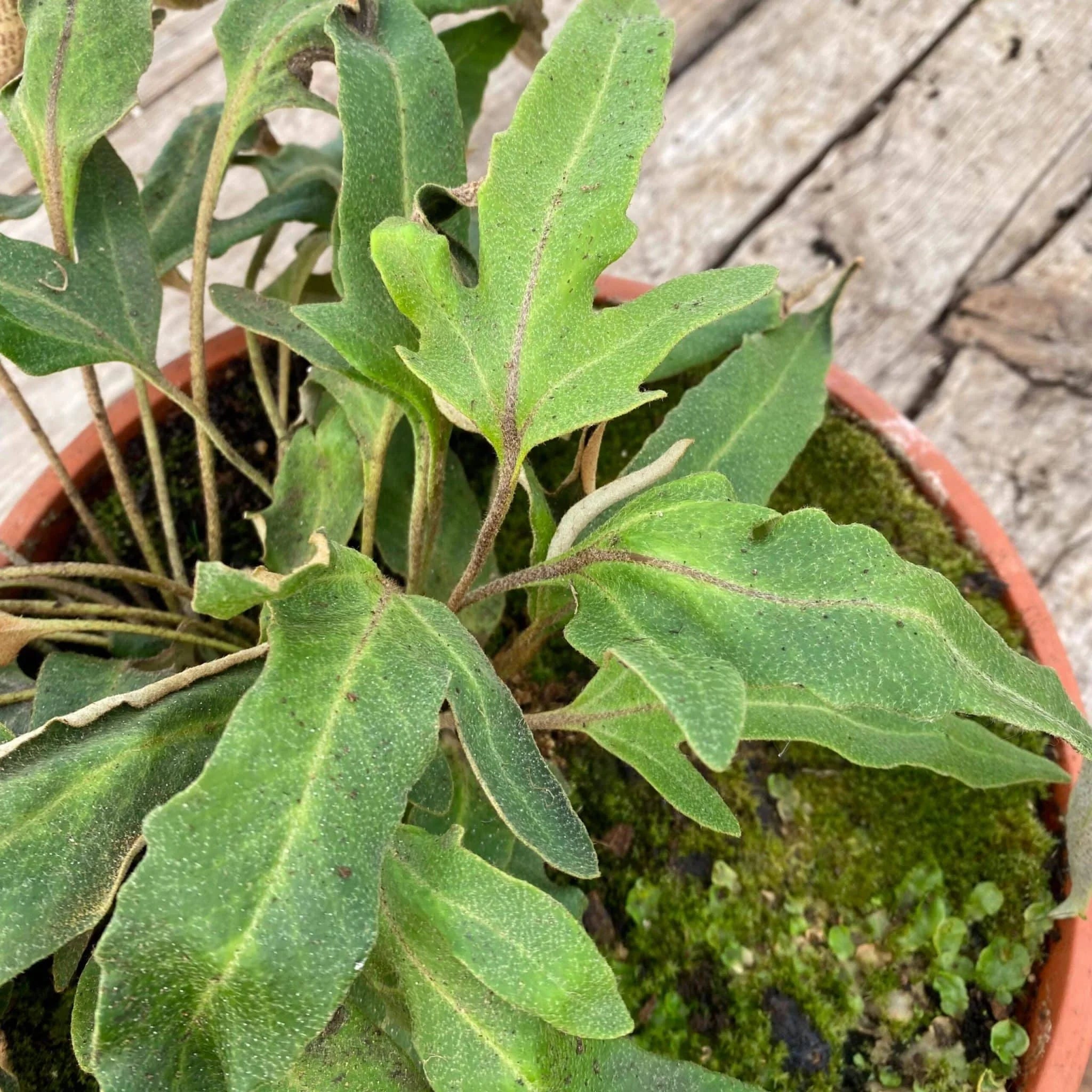 Pyrrosia hastata 大森食虫植物農園